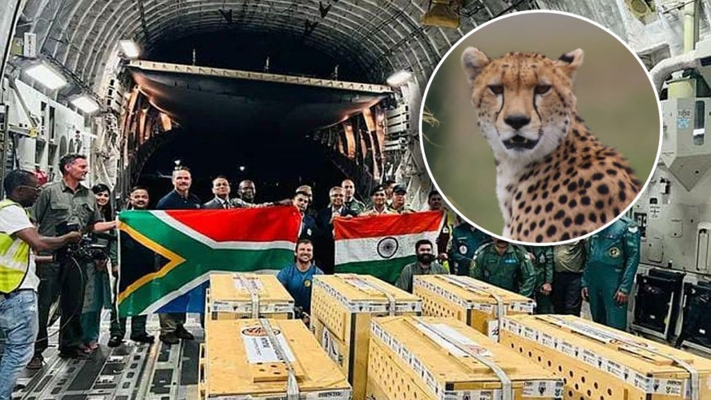 cheetahs from South Africa entered Kuno National Park