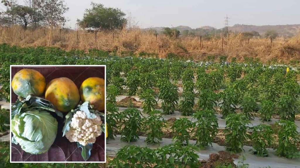 organic farming by farmer at kinhavali village