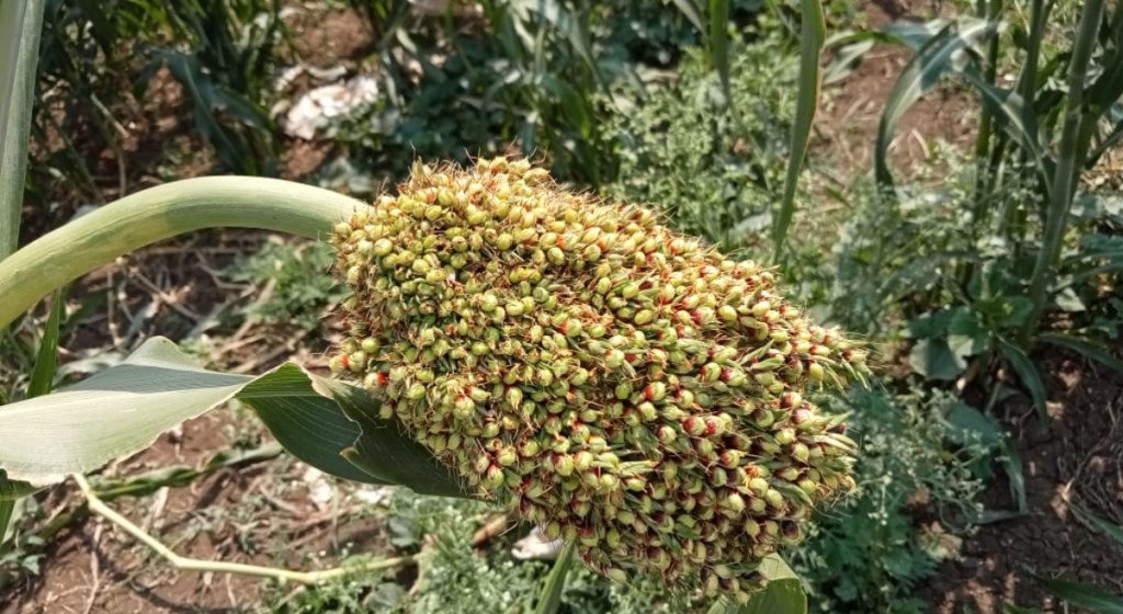 Conservation of 25 thousand rare varieties of rare and ancient sorghum