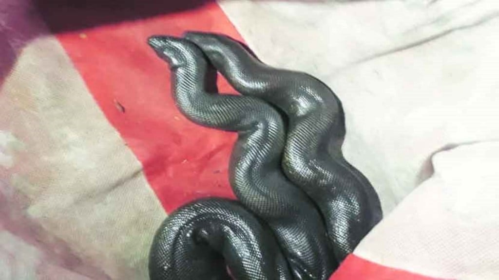 mandul-snake