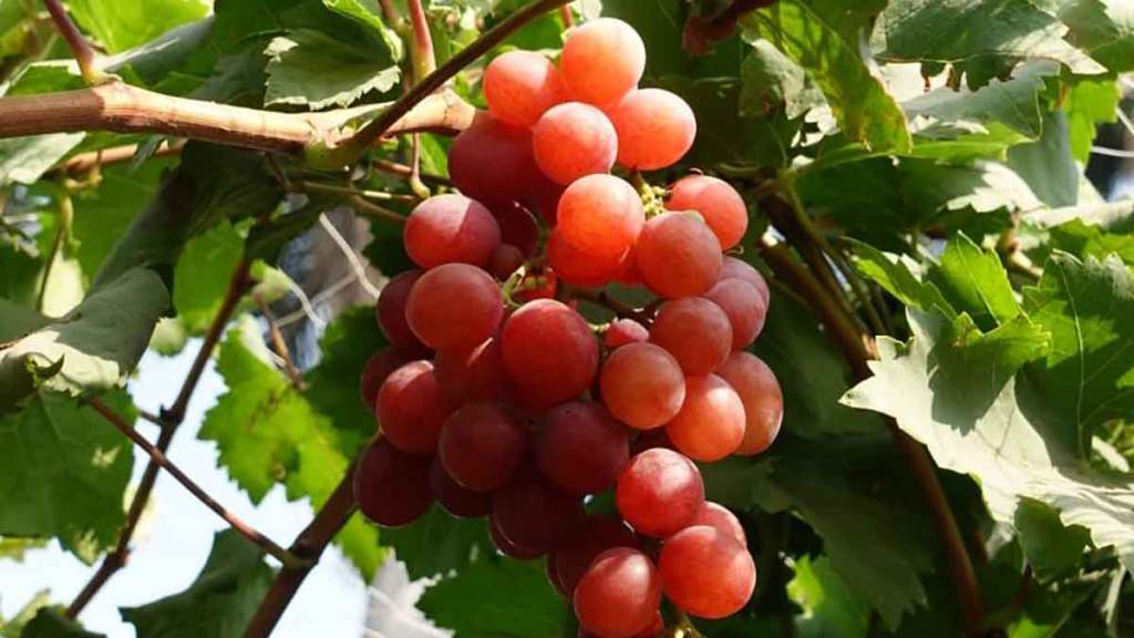 new variety of red grape