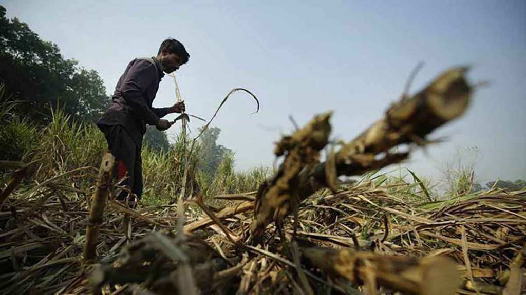 (संग्रहित छायाचित्र) ; फोटो- लोकसत्ता