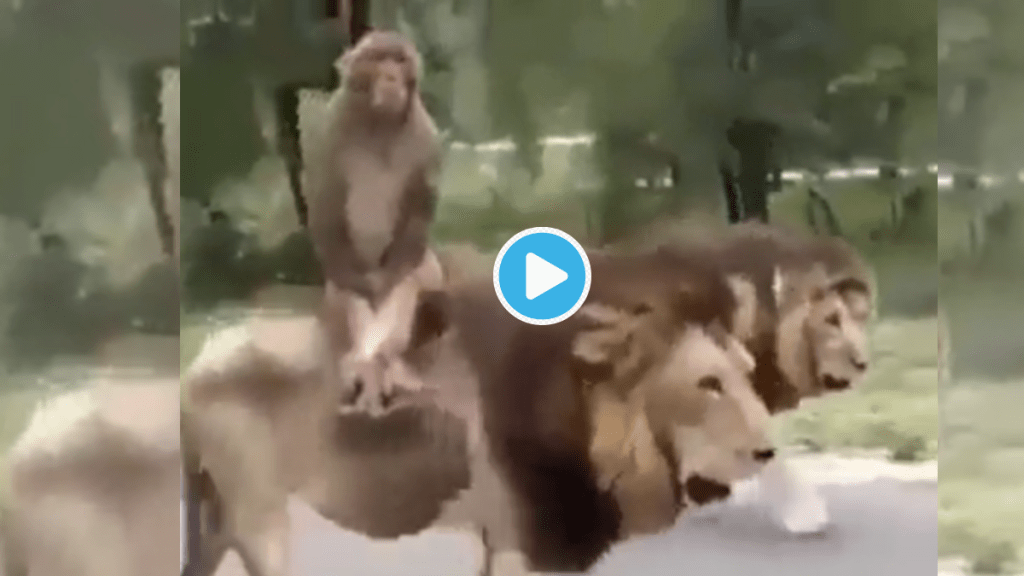 Video Monkey Sits on Lions Back Viral Clip Shocks Netizens Twitterati Says Motivational Quotes For Best Life