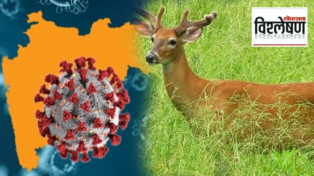 Deer could be reservoir of old coronavirus variants What a new study says COVID 19 Update In India Explained