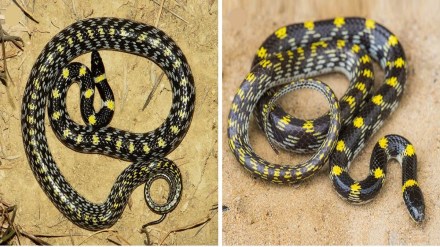 Lycodon bicolor snake