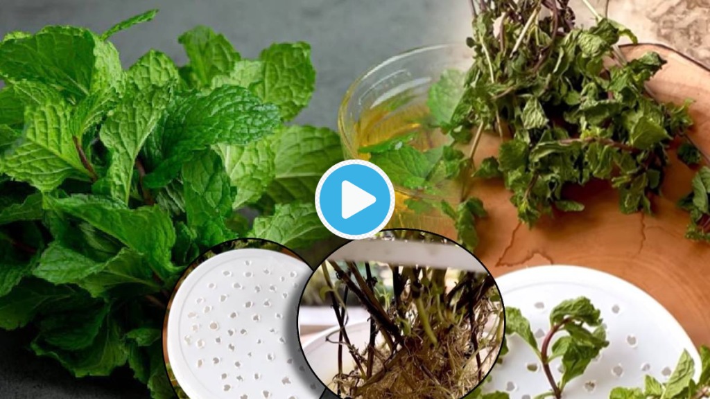 Video Jugaad To grow Pudina at Home Without Soil How To Make Mint Plant Viral Hacks will Save Your Money Daily