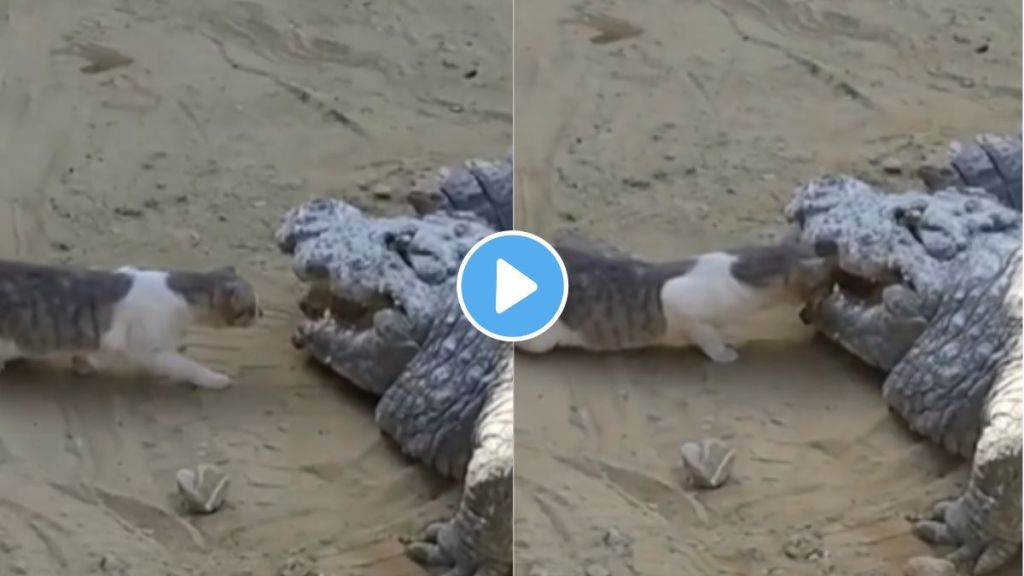 viral video cat vs crocodile