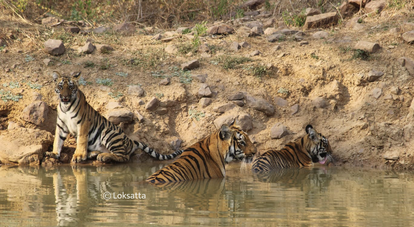 Junabai Tigress Information Photos