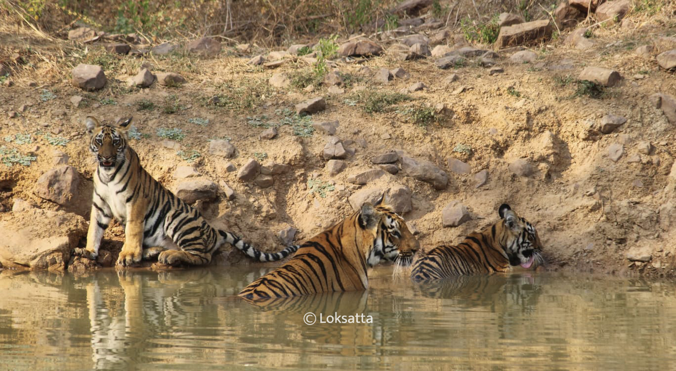 Junabai Tigress Information Photos