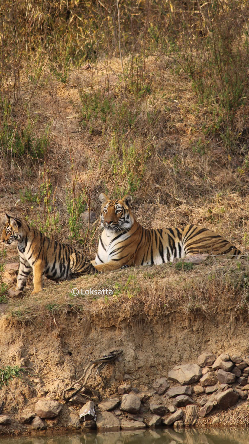 Junabai Tigress Information Photos