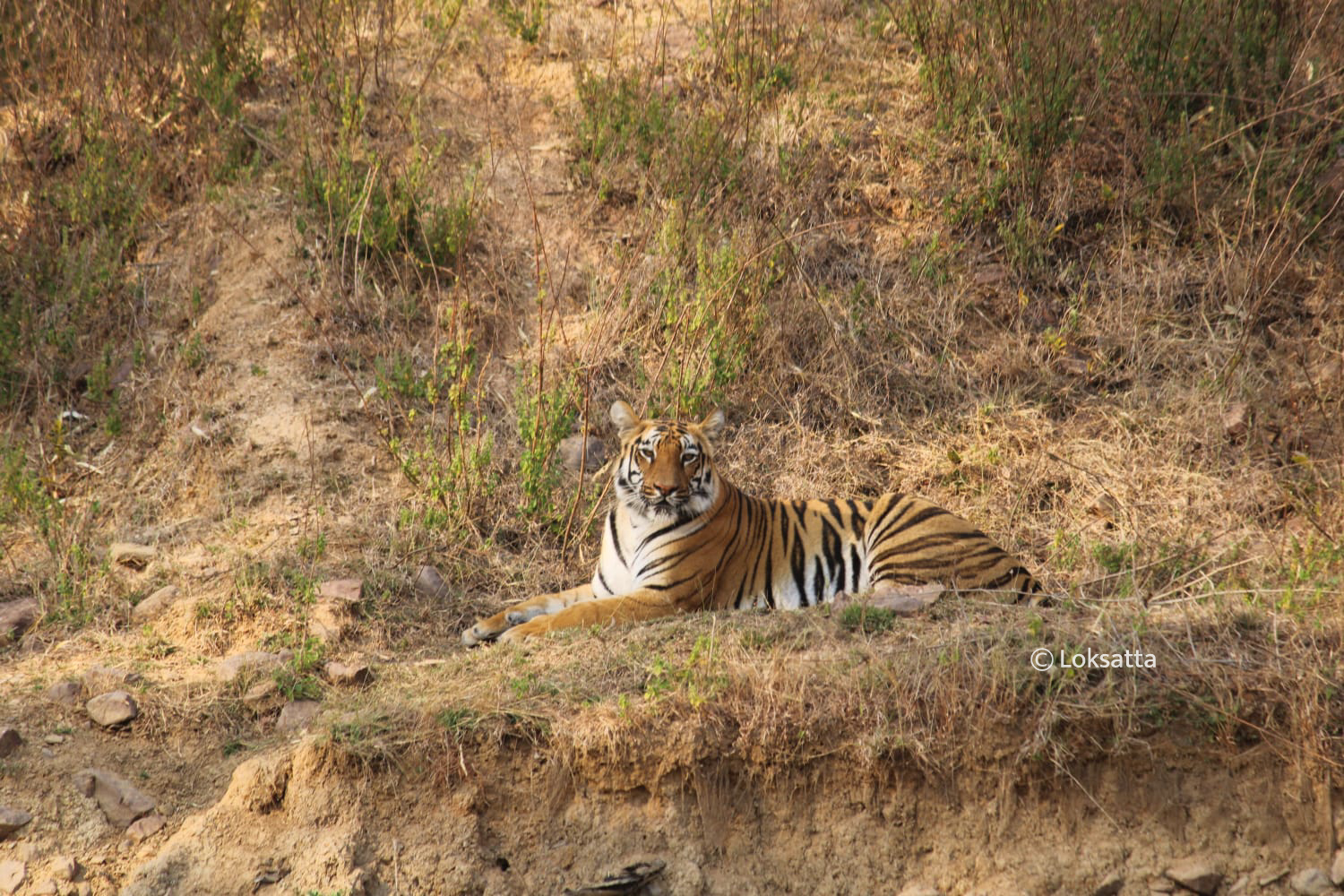 Junabai Tigress Information Photos