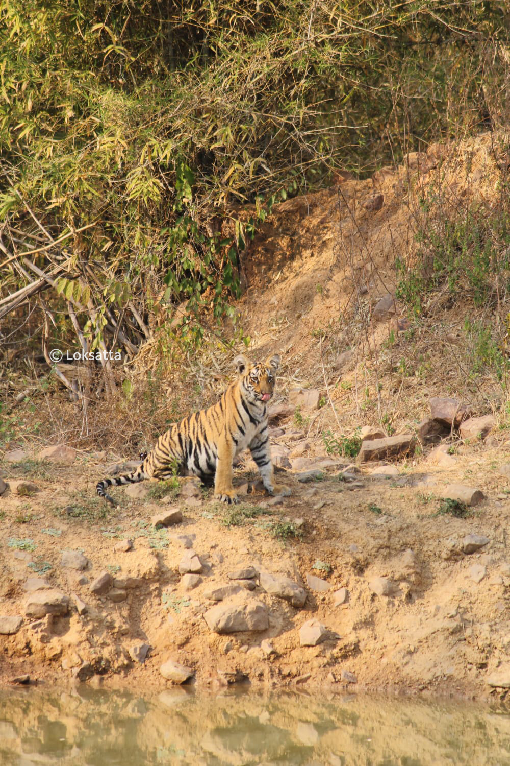 Junabai Tigress Information Photos