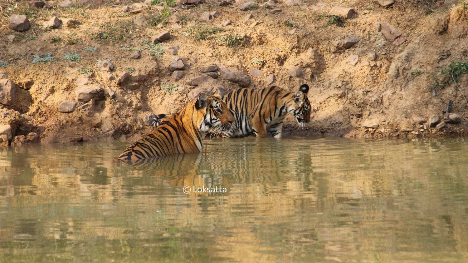 Junabai Tigress Information Photos