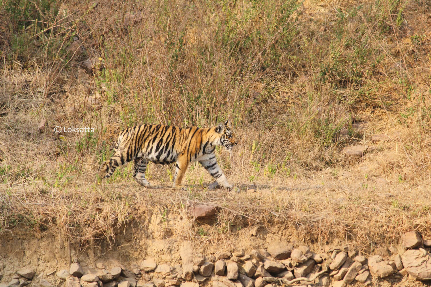 Junabai Tigress Information Photos