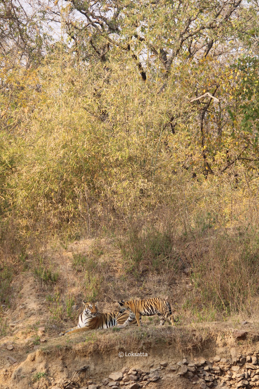 Junabai Tigress Information Photos