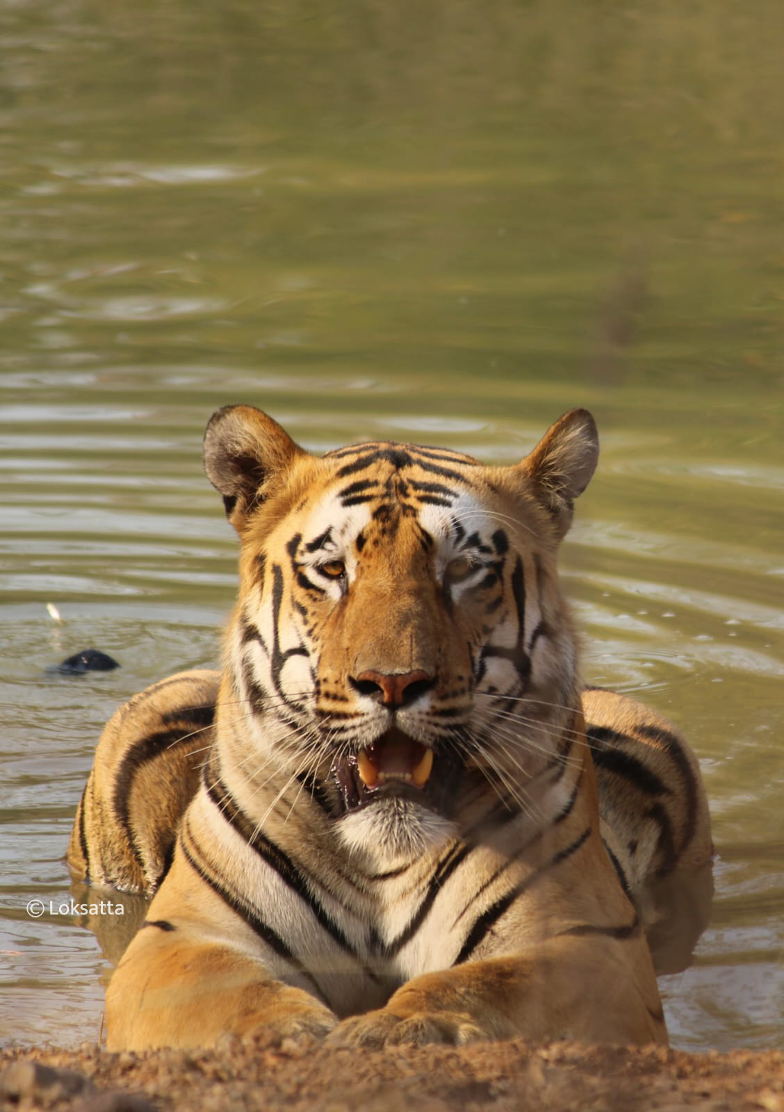 Junabai Tigress Information Photos