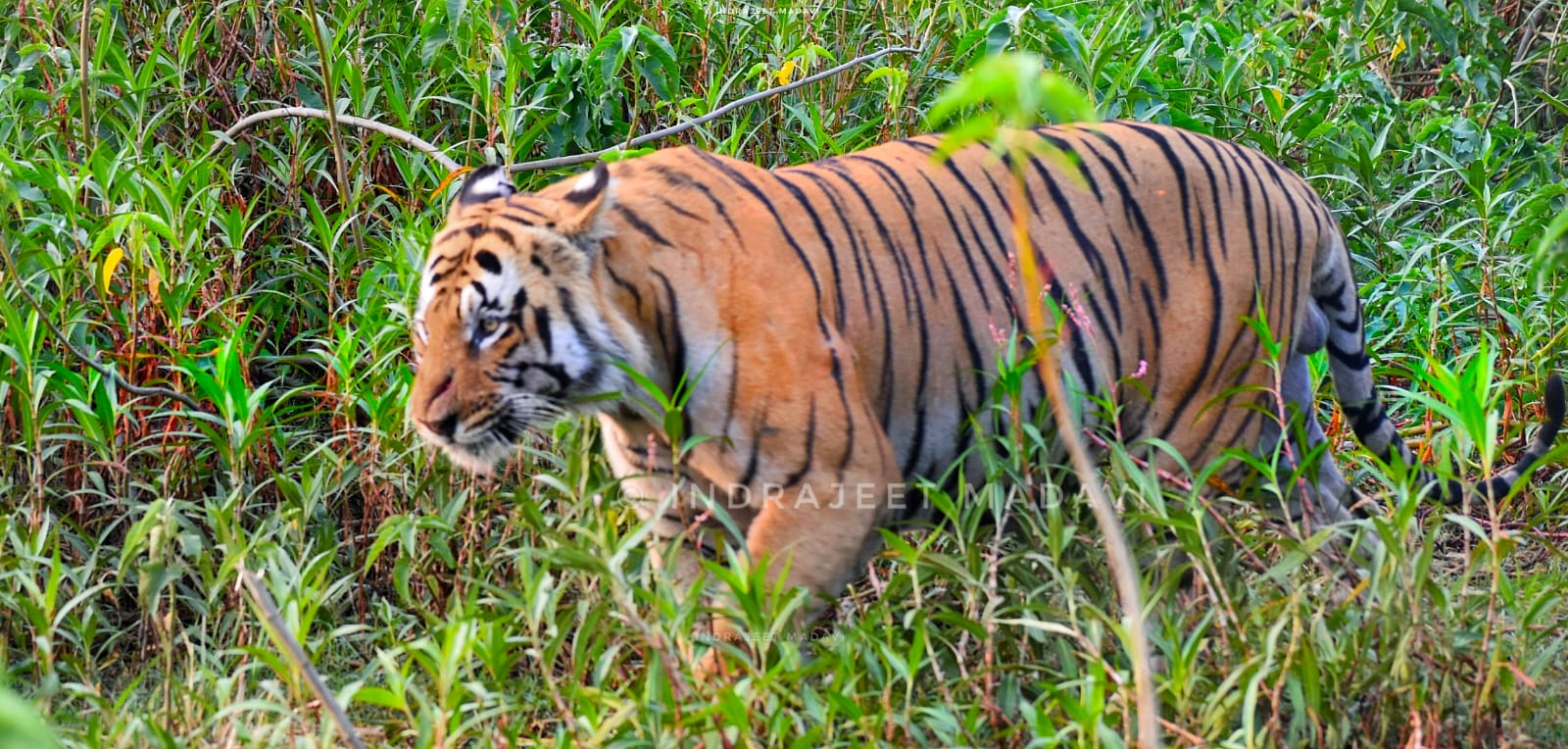 Matkasur Tiger Information Photos