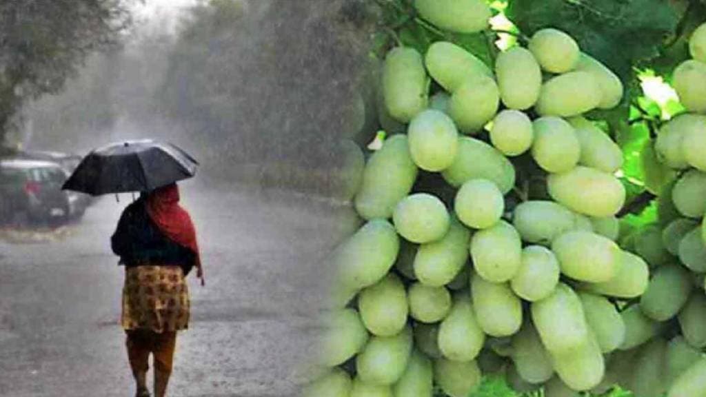 Grape exports Nashik