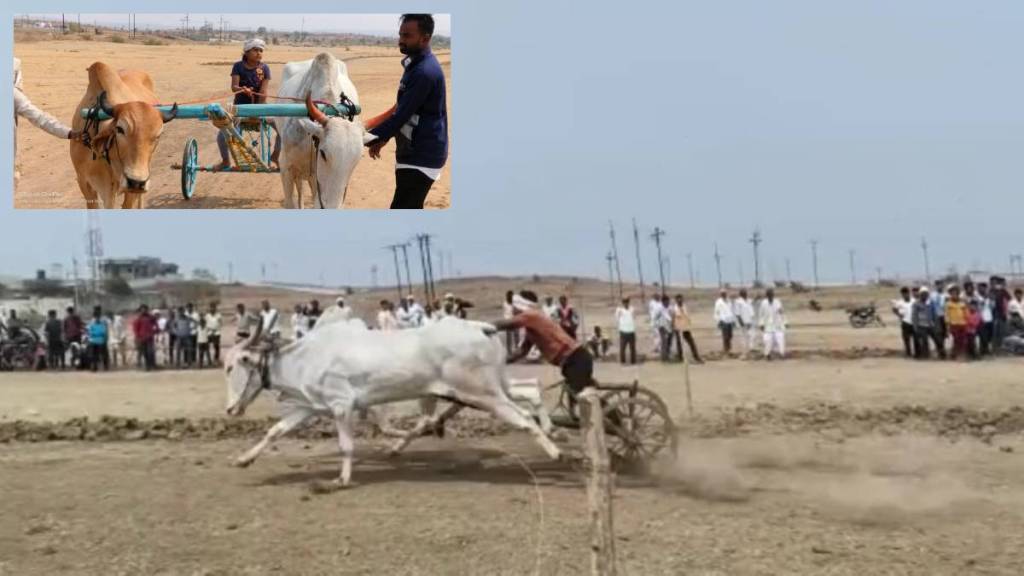 bullock cart competition talegaon wardha