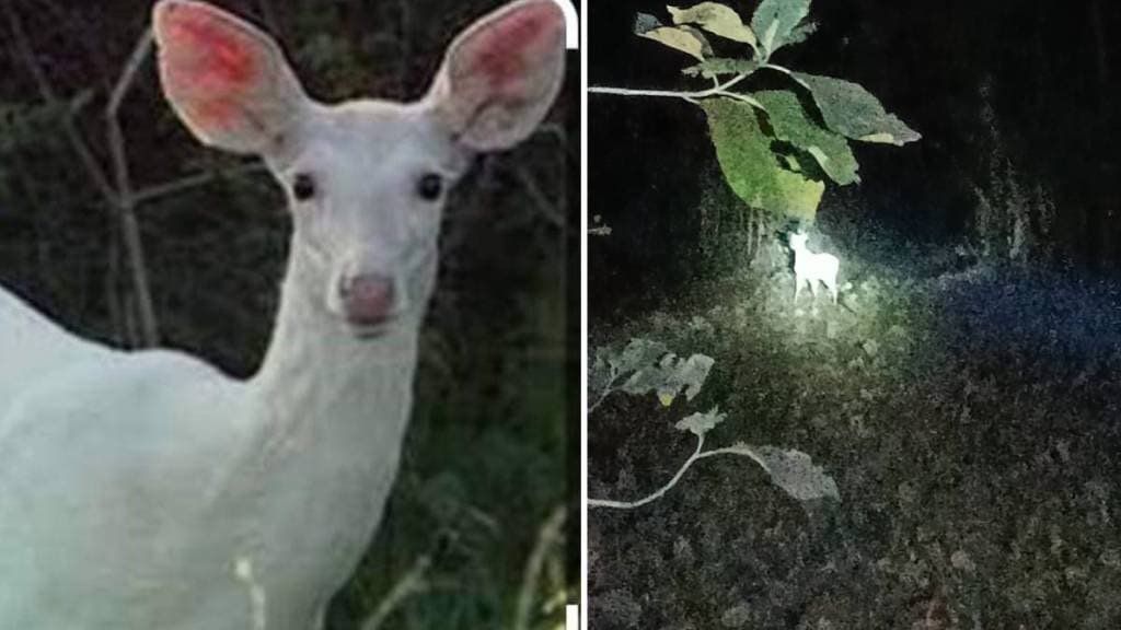 albino white deer Chandrapur