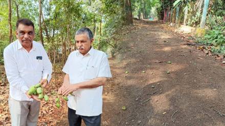 Unseasonal rains affect mango thane