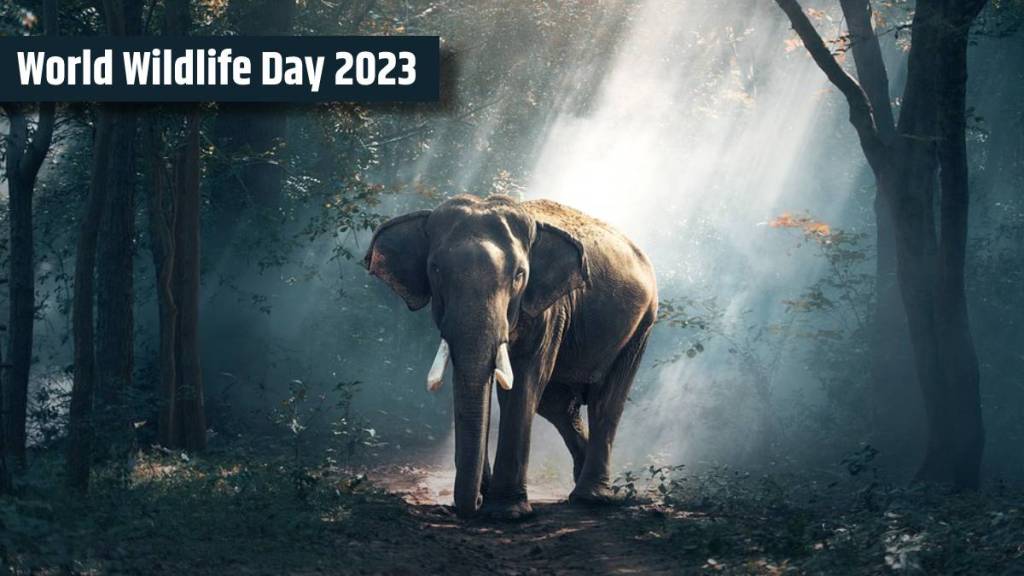 ‘World Wildlife Day’ हा दिवस ३ मार्चलाच का साजरा केला जातो? काय आहे कारण? जाणून घ्या सविस्तर माहिती