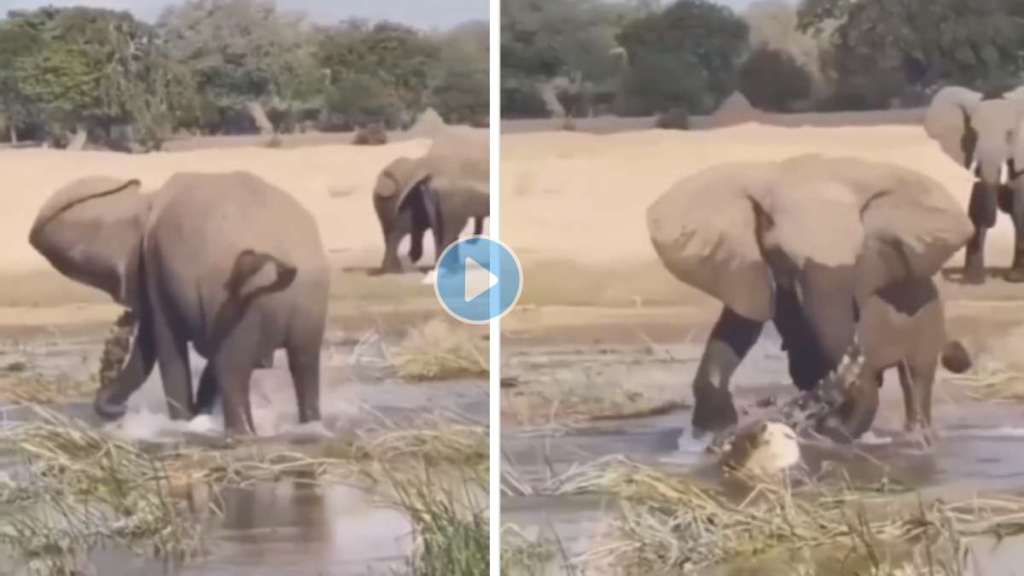 Crocodile Trying To Hunt Elephant