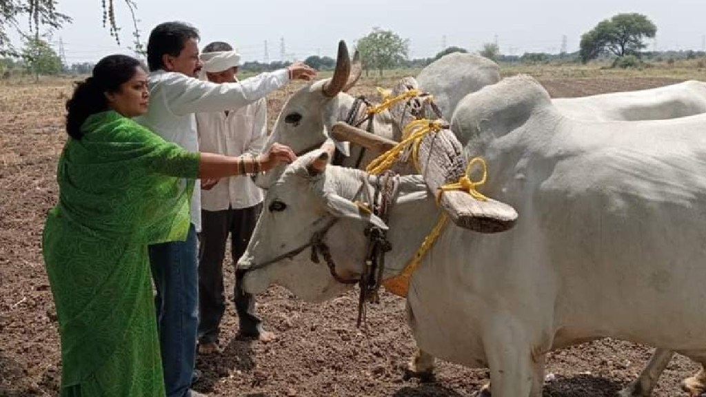 The financial year of agriculture begins with the practice of Sanjoni