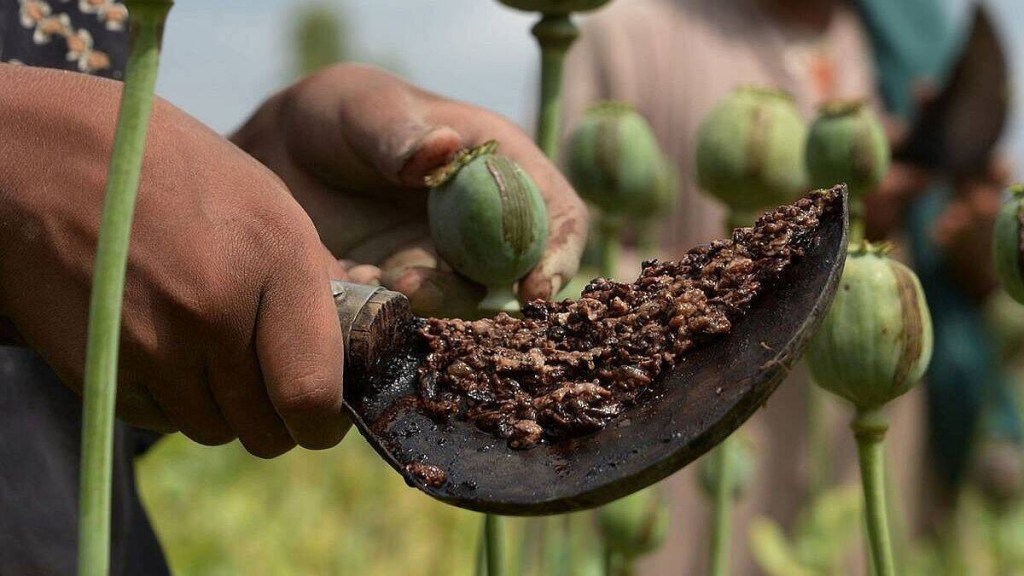 opium in wheat field Holkarwadi