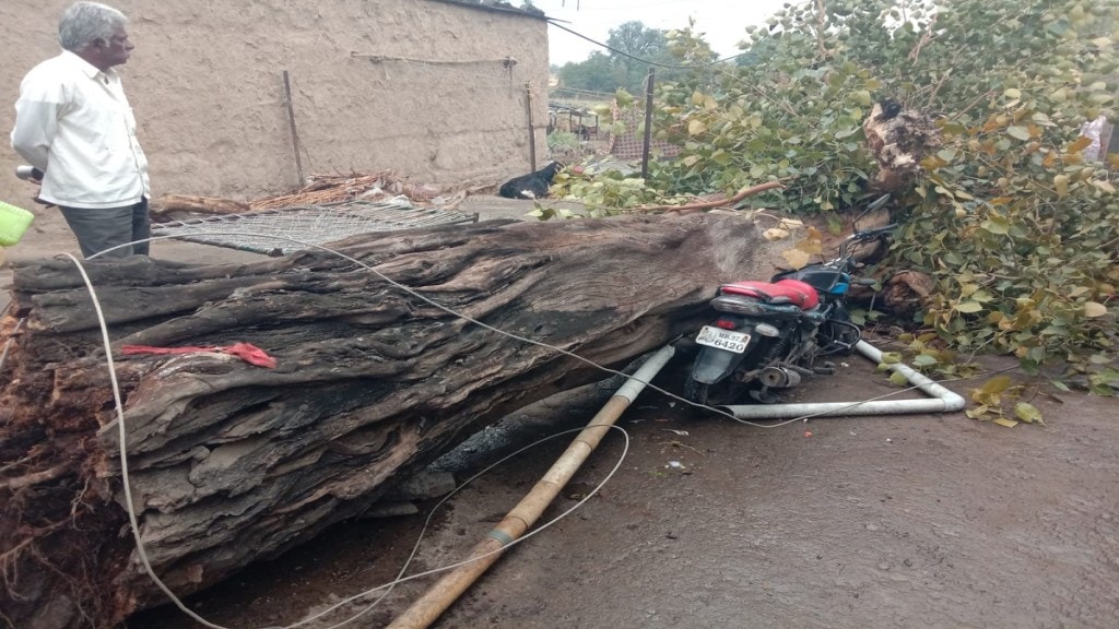 pimpal tree fell storm Kokalgaon