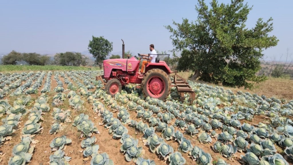 Plow on five acres of cabbage crop due to lack of price