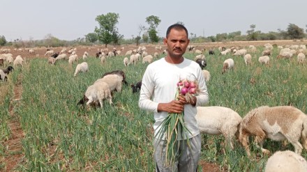 nandurbar farmer