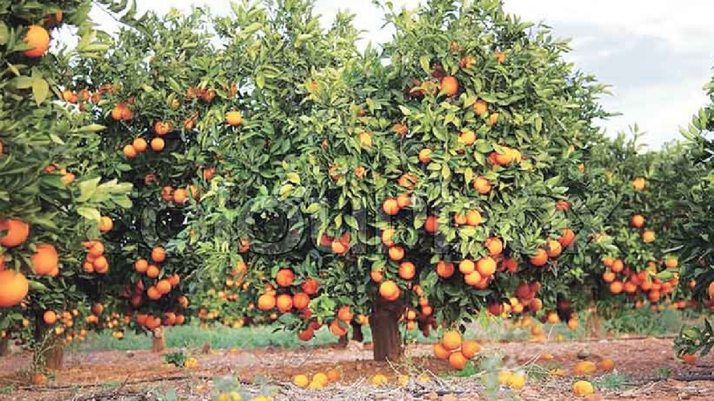 orange orchards