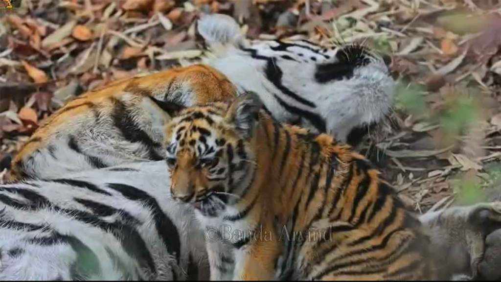 male tiger care of his cub