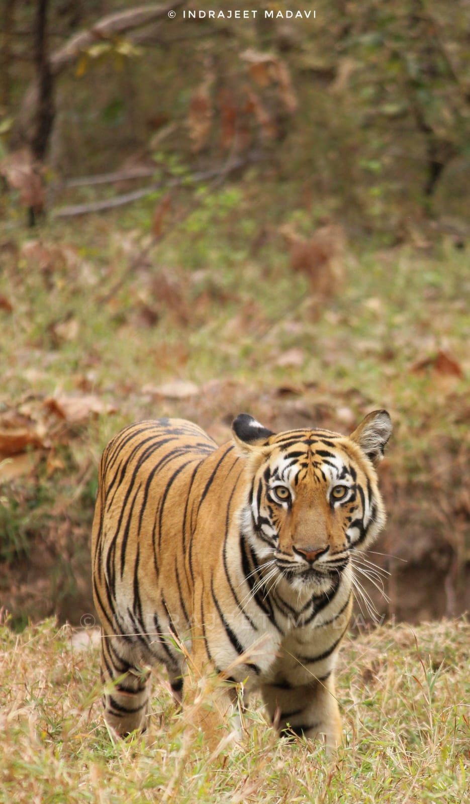 Babli Tigress Information Photos