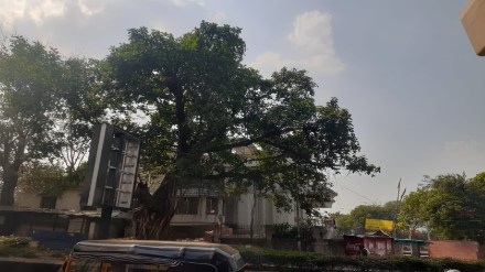 Big trees near religious places