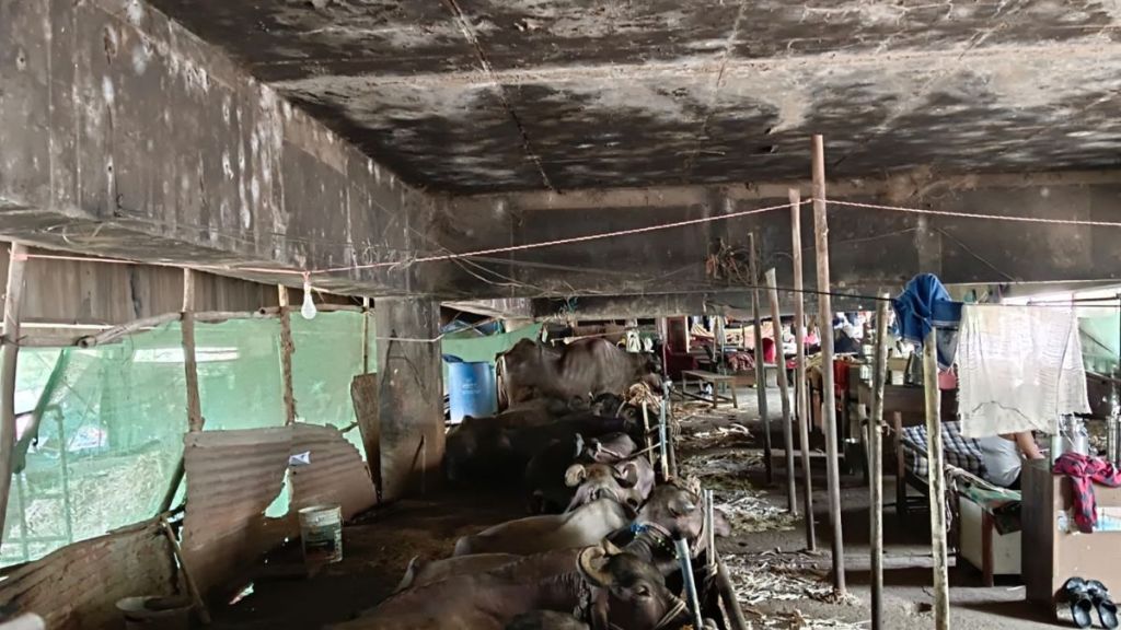 Cows and buffaloes under the flyover