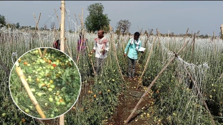 washim farmers ruin hailstorm guardian minister district sanjay rathod not visit