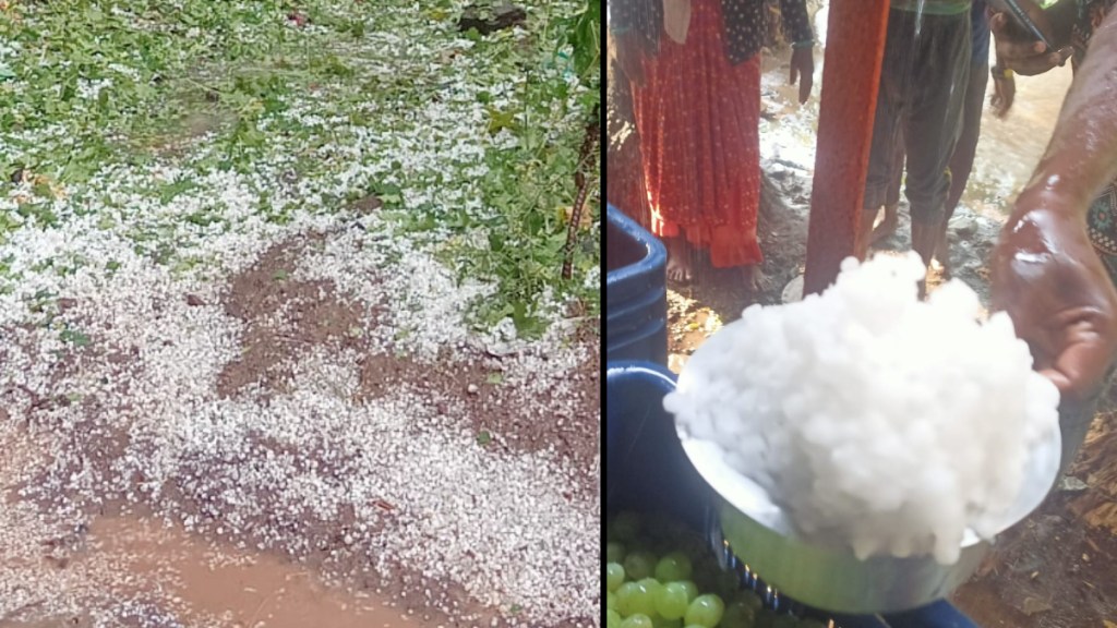 Hailstorm stormy rain again in Nashik district