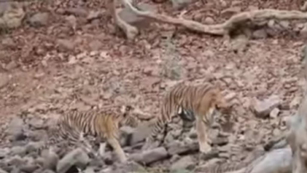 chandrapur, nagpur, tigress, tadoba, viral, video, jakhmi, vaghin, wounded, injury