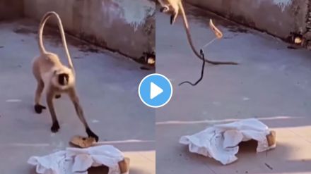 monkey viral video