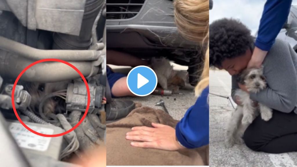 Dog stuck in car engine