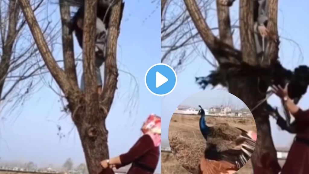 Viral peacock Video