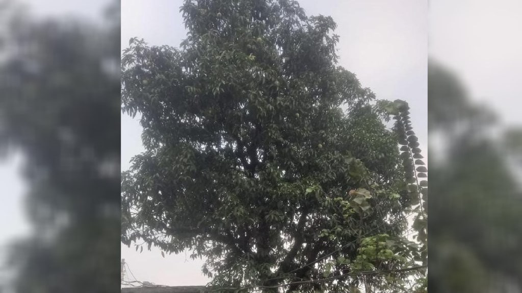 MANGO TREE