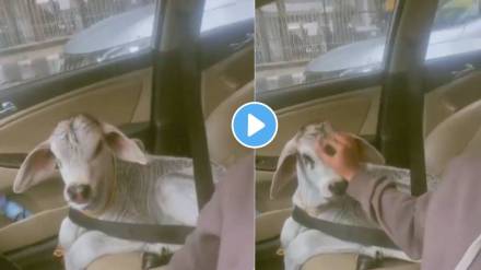 girl taking calf for a ride with seat belt