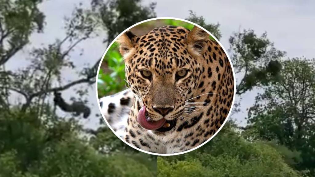 leopard Video viral