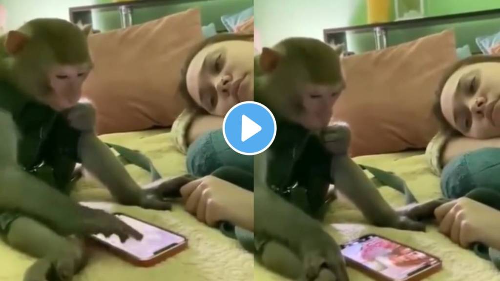 monkey funny video