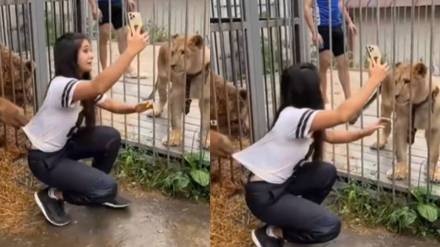 girl trying to take selfie with lion