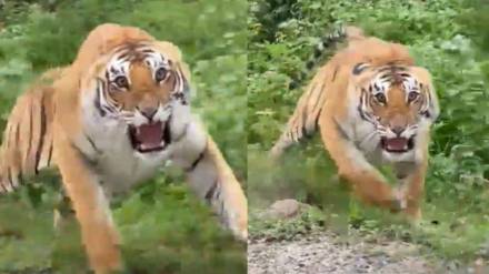 tiger attacking on tourists