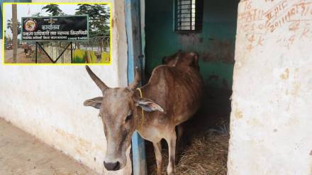 cow distribution scam Gadchiroli